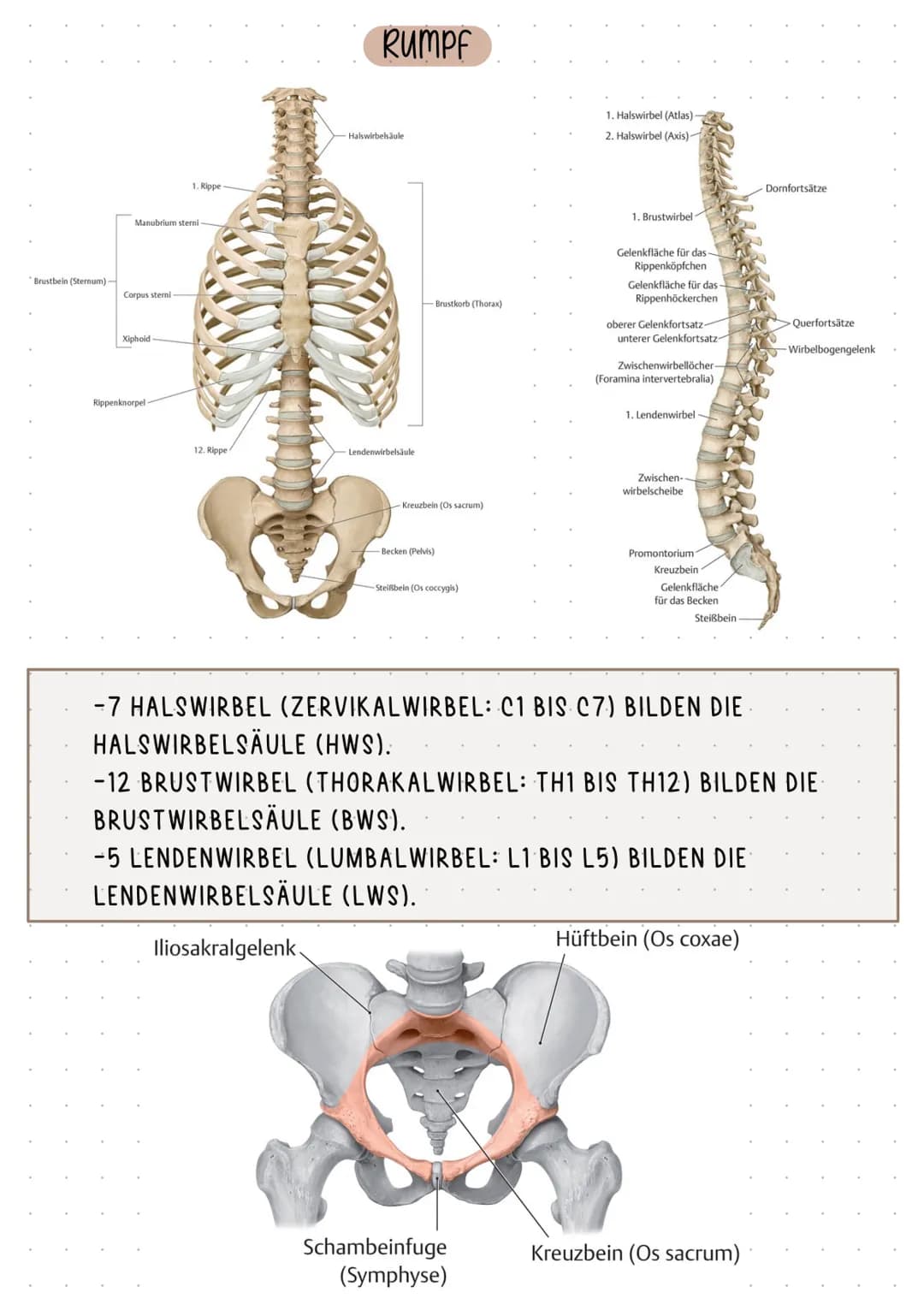 SCHLÜSSELBEIN
RIPPE
KIEFER
WIRBELSÄULE
OBERSCHENKELKNOCHEN
WADENBEIN
ZEHENKNOCHEN
SKELETT
HOODED
SCHÄDEL
OBERARMKNOCHEN
ELLE
SPEICHE
BECKEN
