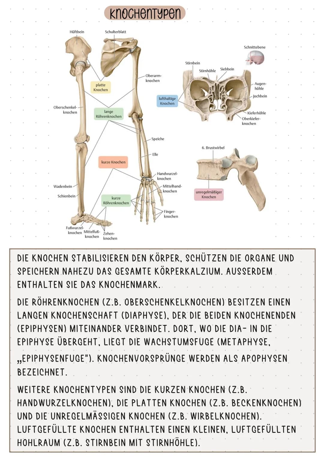 SCHLÜSSELBEIN
RIPPE
KIEFER
WIRBELSÄULE
OBERSCHENKELKNOCHEN
WADENBEIN
ZEHENKNOCHEN
SKELETT
HOODED
SCHÄDEL
OBERARMKNOCHEN
ELLE
SPEICHE
BECKEN
