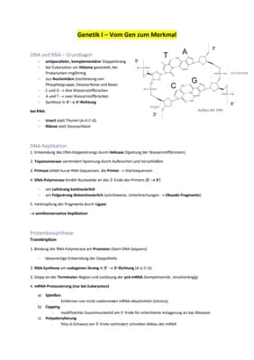 Know Komplett Zusammenfassung Bio thumbnail