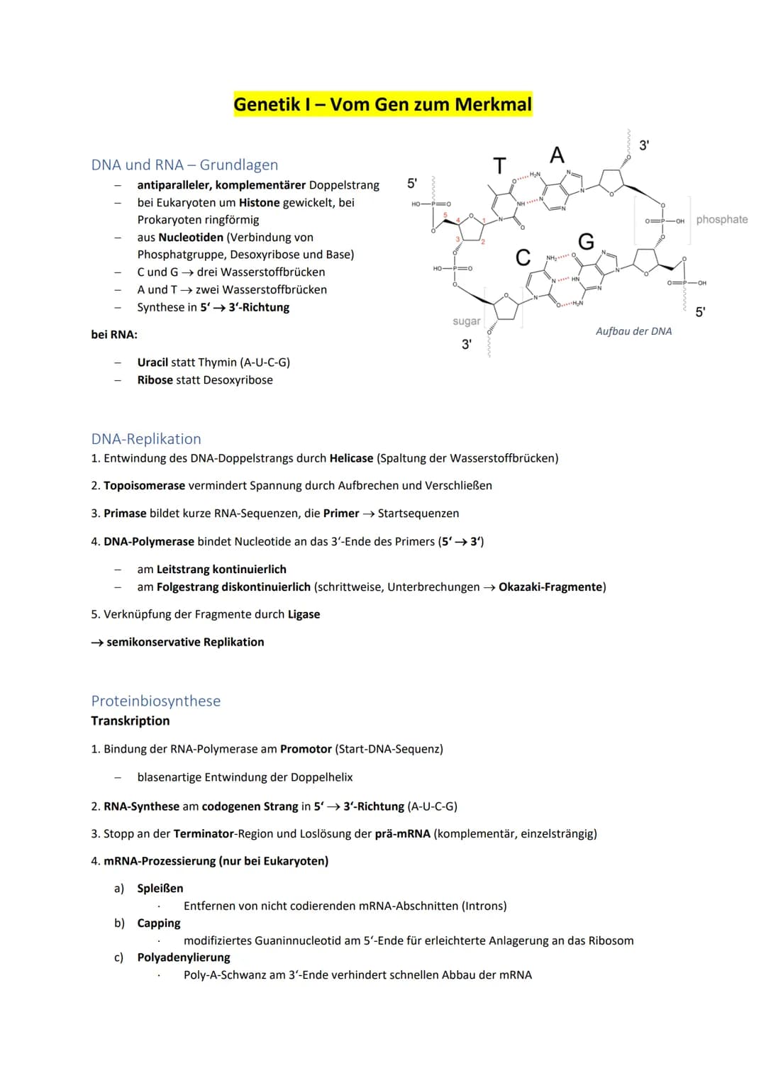 DNA und RNA- Grundlagen
antiparalleler, komplementärer Doppelstrang 5'
bei Eukaryoten um Histone gewickelt, bei
Prokaryoten ringförmig
Genet
