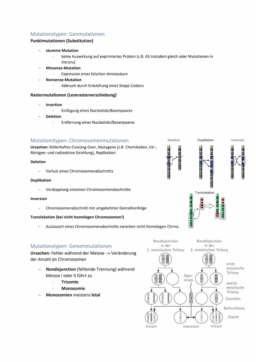 DNA und RNA- Grundlagen
antiparalleler, komplementärer Doppelstrang 5'
bei Eukaryoten um Histone gewickelt, bei
Prokaryoten ringförmig
Genet