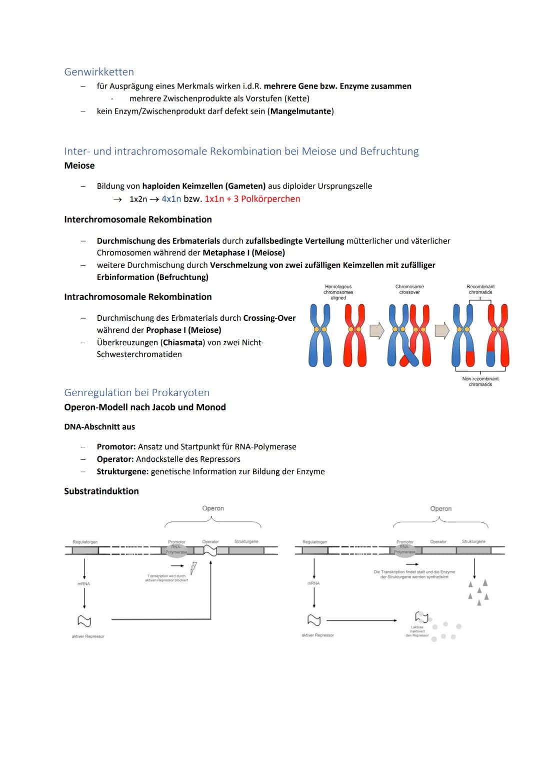 DNA und RNA- Grundlagen
antiparalleler, komplementärer Doppelstrang 5'
bei Eukaryoten um Histone gewickelt, bei
Prokaryoten ringförmig
Genet
