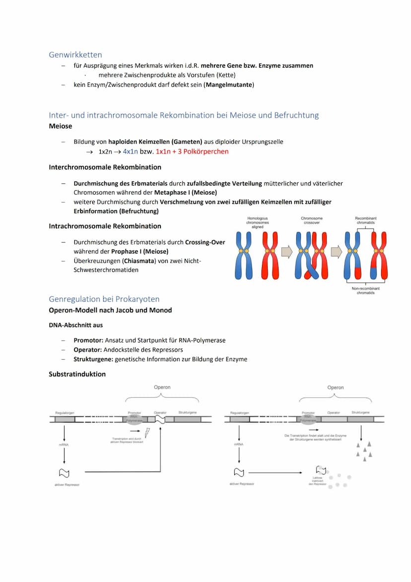 DNA und RNA- Grundlagen
antiparalleler, komplementärer Doppelstrang 5'
bei Eukaryoten um Histone gewickelt, bei
Prokaryoten ringförmig
Genet