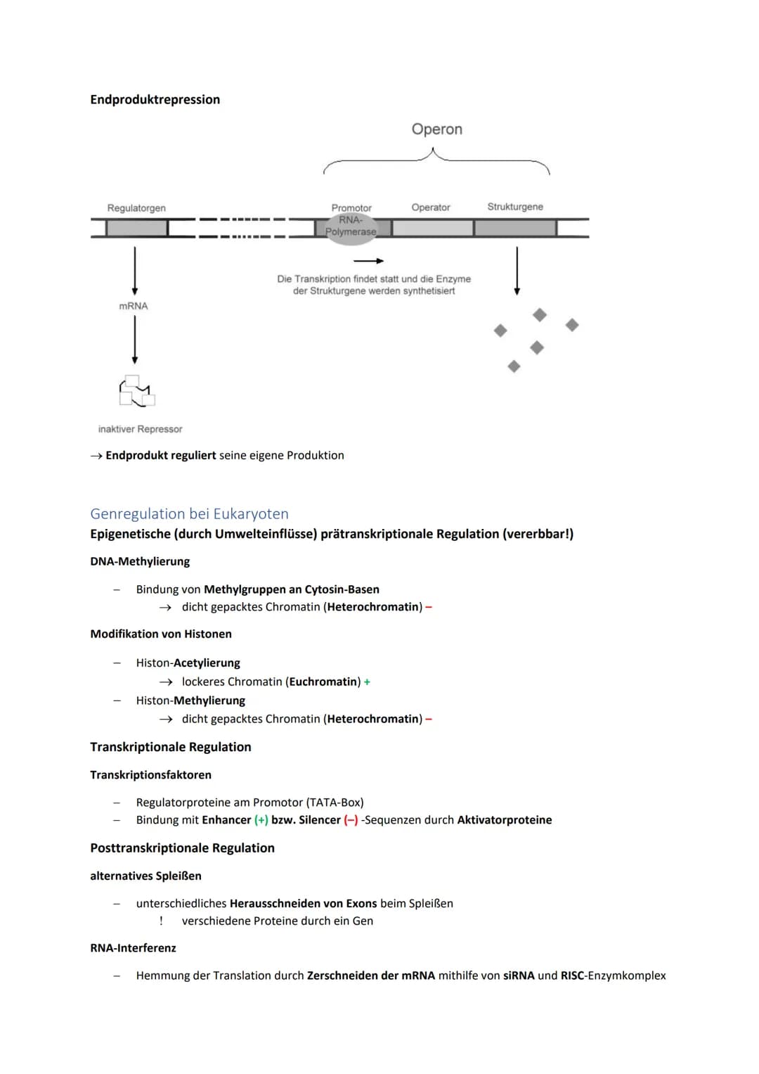 DNA und RNA- Grundlagen
antiparalleler, komplementärer Doppelstrang 5'
bei Eukaryoten um Histone gewickelt, bei
Prokaryoten ringförmig
Genet