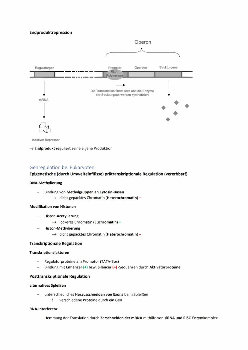 DNA und RNA- Grundlagen
antiparalleler, komplementärer Doppelstrang 5'
bei Eukaryoten um Histone gewickelt, bei
Prokaryoten ringförmig
Genet