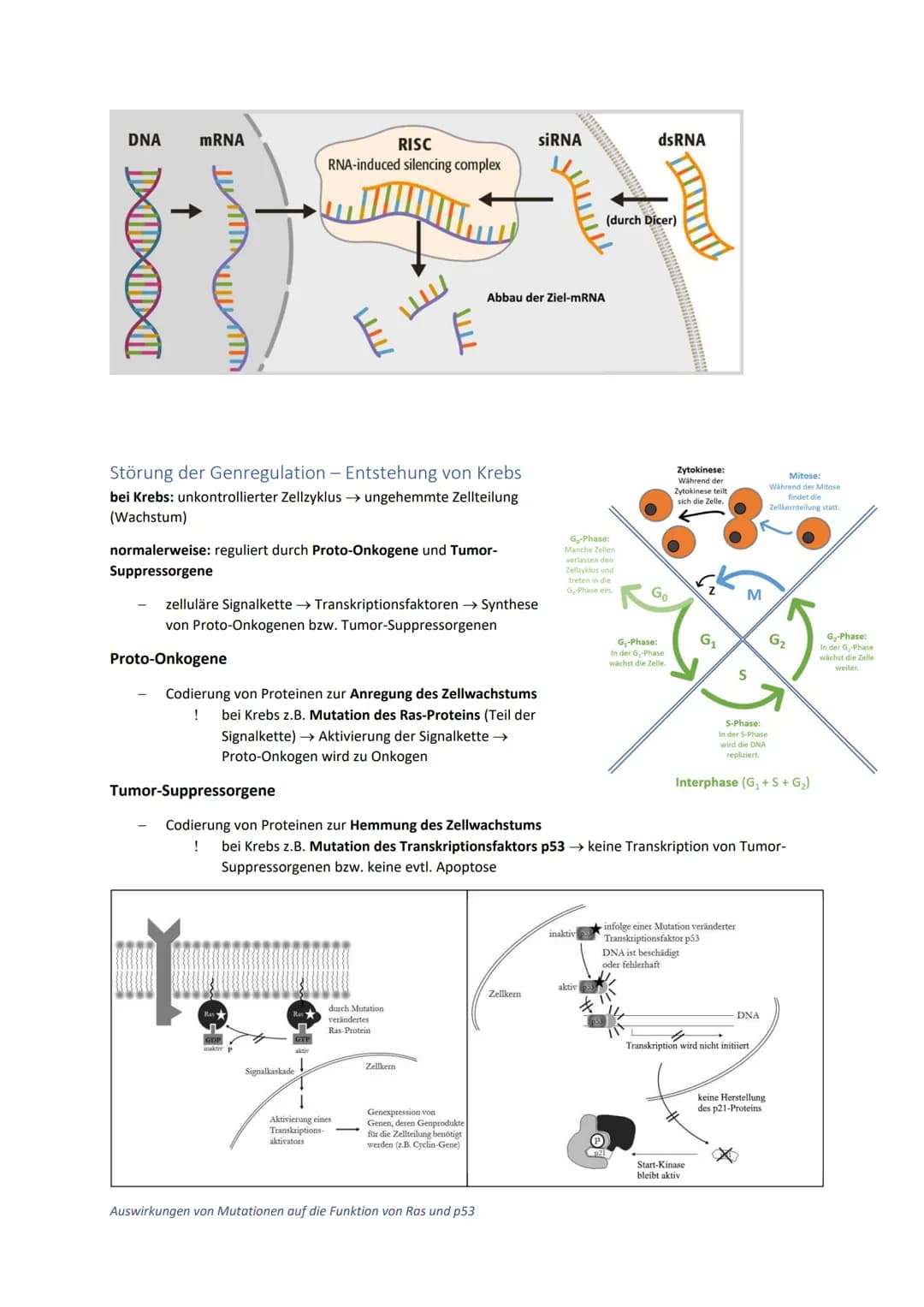 DNA und RNA- Grundlagen
antiparalleler, komplementärer Doppelstrang 5'
bei Eukaryoten um Histone gewickelt, bei
Prokaryoten ringförmig
Genet