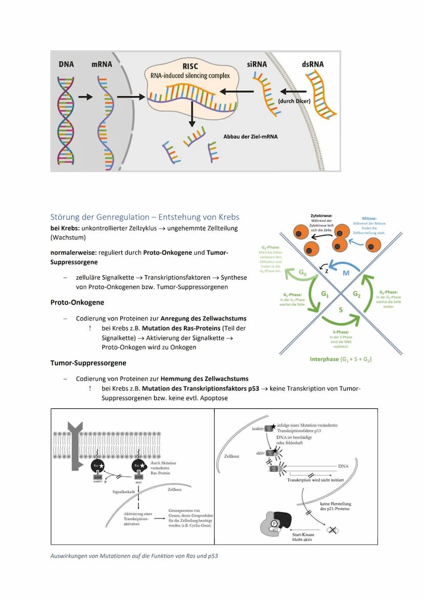 DNA und RNA- Grundlagen
antiparalleler, komplementärer Doppelstrang 5'
bei Eukaryoten um Histone gewickelt, bei
Prokaryoten ringförmig
Genet