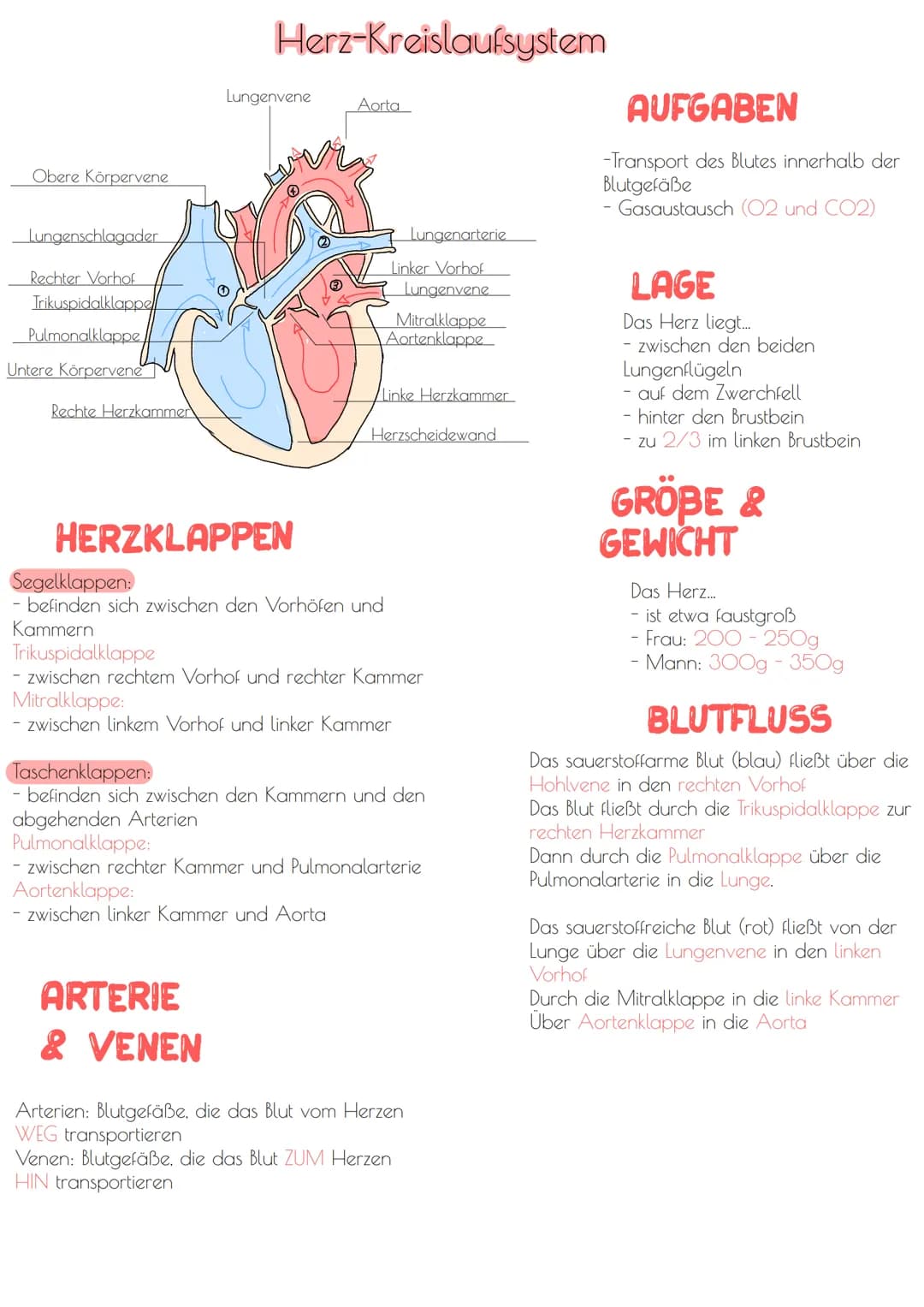 Obere Körpervene
Lungenschlagader
Rechter Vorhof
Trikuspidalklappel
Pulmonalklappe
Untere Körpervene
Rechte Herzkammer
Herz-Kreislaufsystem
