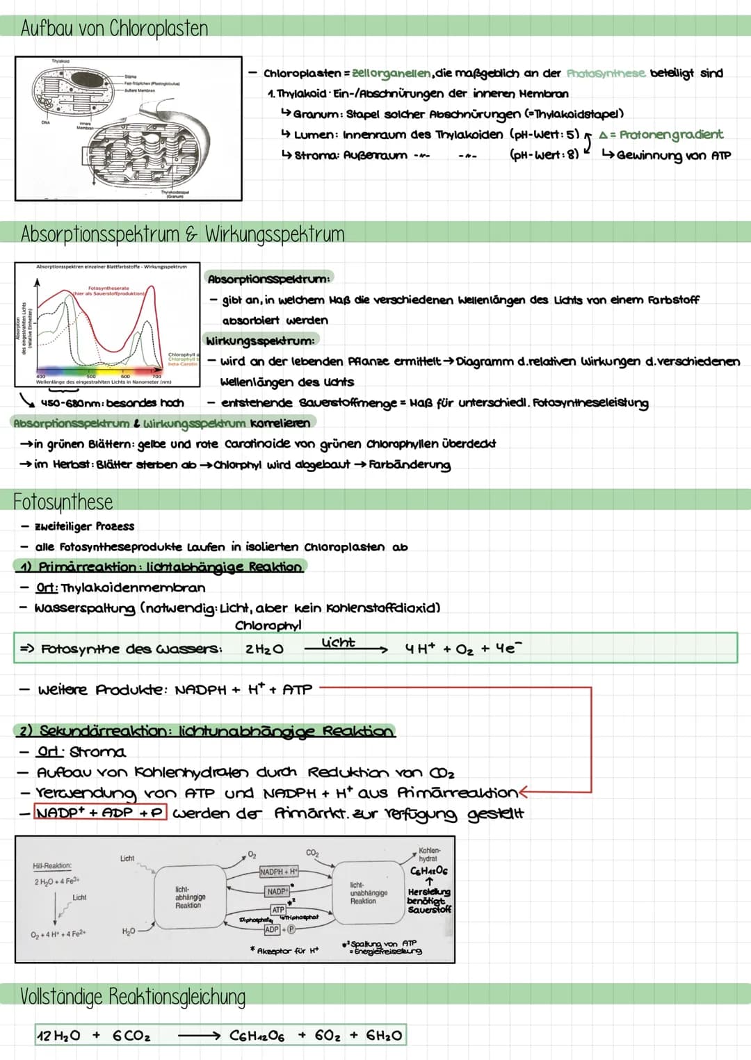 Themen
- Umweltfaktor Licht auf Pflanzen: Lichtblätter, Schattenblätter, LKP, LSP, Kurve
- Aufbau chloroplast; Absorptionsspektrum, Wirkungs
