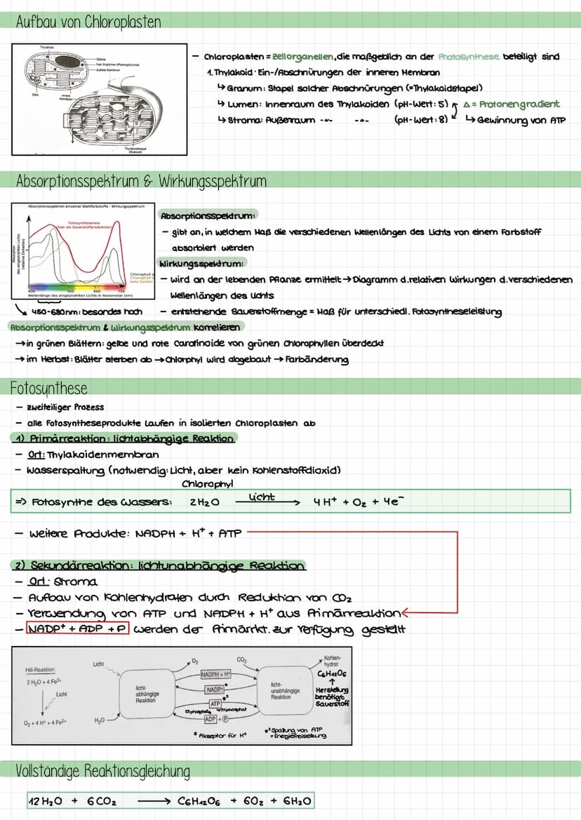 Themen
- Umweltfaktor Licht auf Pflanzen: Lichtblätter, Schattenblätter, LKP, LSP, Kurve
- Aufbau chloroplast; Absorptionsspektrum, Wirkungs