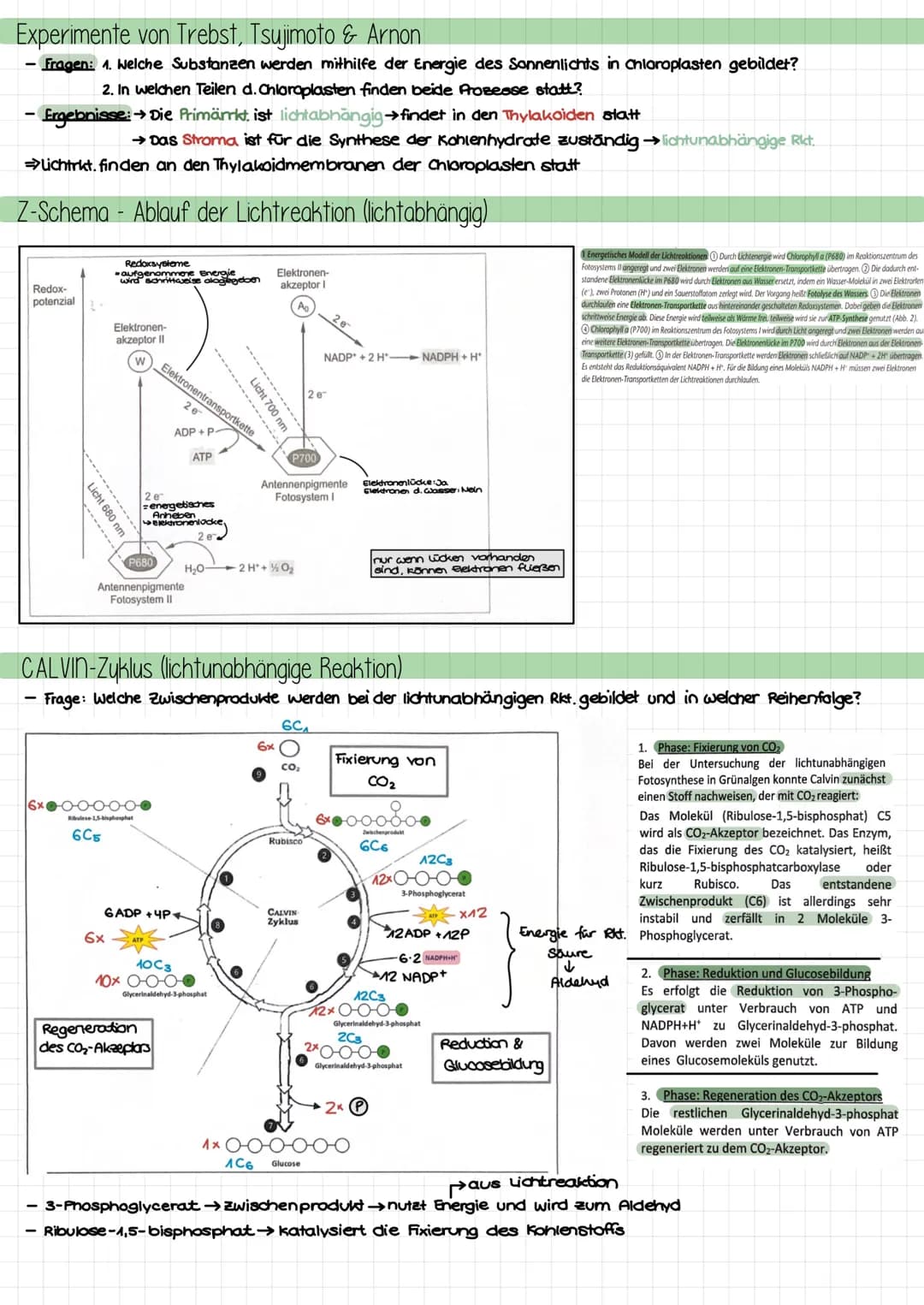 Themen
- Umweltfaktor Licht auf Pflanzen: Lichtblätter, Schattenblätter, LKP, LSP, Kurve
- Aufbau chloroplast; Absorptionsspektrum, Wirkungs