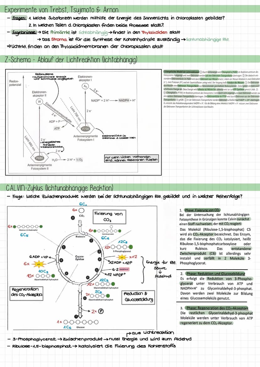 Themen
- Umweltfaktor Licht auf Pflanzen: Lichtblätter, Schattenblätter, LKP, LSP, Kurve
- Aufbau chloroplast; Absorptionsspektrum, Wirkungs