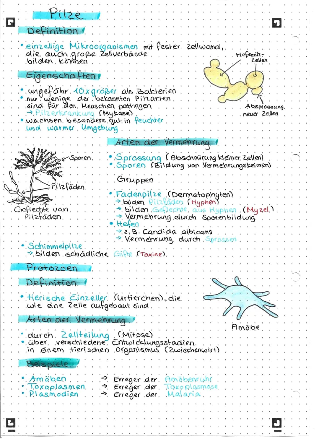 Pilze
Definition/
einzellige Mikroorganismen mit fester. Zellwand,
die auch große Zellverbände
bilden können.
Eigenschaften!
ungefähr 10.x g