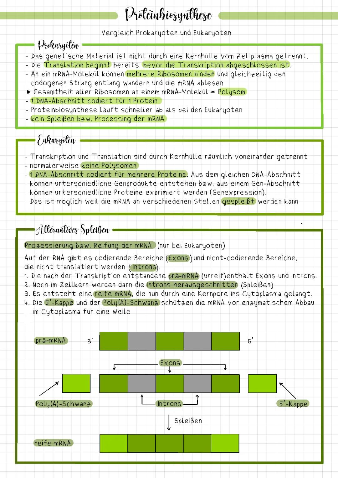 Proteinbiosynthese: Vergleich zwischen Eukaryoten und Prokaryoten