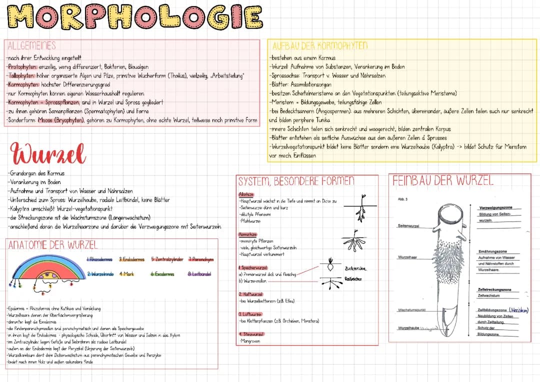 Morphologie