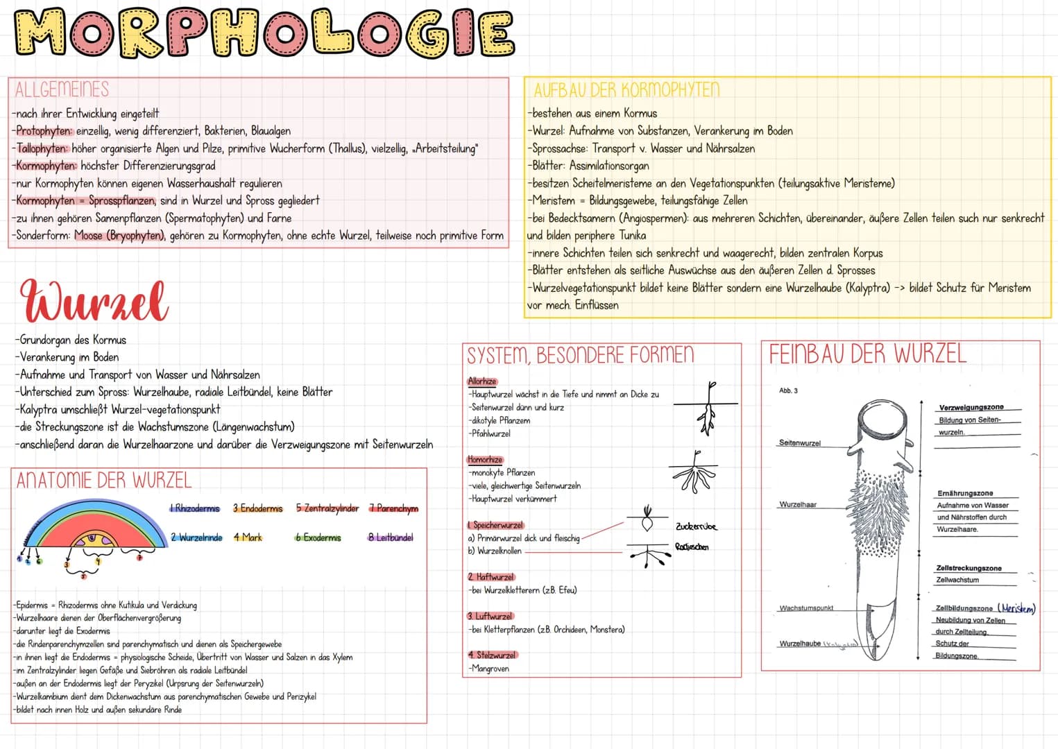 MORPHOLOGIE
ALLGEMEINES
-nach ihrer Entwicklung eingeteilt
-Protophyten: einzellig, wenig differenziert, Bakterien, Blaualgen
-Tallophyten: 