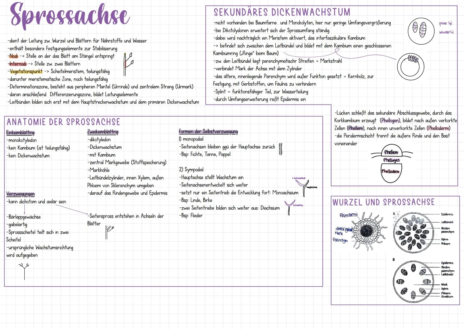 MORPHOLOGIE
ALLGEMEINES
-nach ihrer Entwicklung eingeteilt
-Protophyten: einzellig, wenig differenziert, Bakterien, Blaualgen
-Tallophyten: 