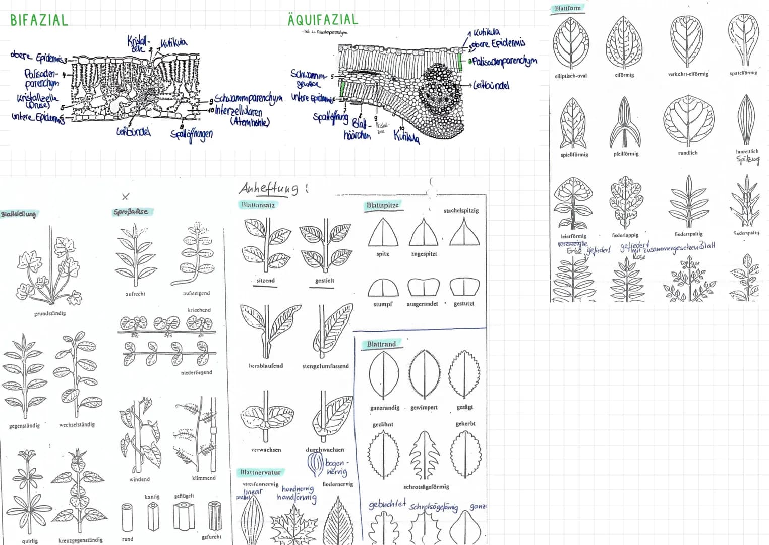MORPHOLOGIE
ALLGEMEINES
-nach ihrer Entwicklung eingeteilt
-Protophyten: einzellig, wenig differenziert, Bakterien, Blaualgen
-Tallophyten: 