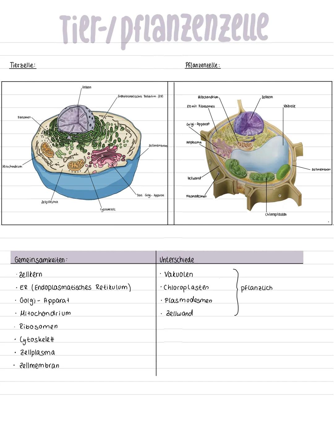 Tierzelle:
Zibosomen
Mitochondrium
Tier-/pflanzenzelle
Zellplasma
Gemeinsamkeiten:
.
Ribosomen
• Cytoskelet
Zellplasma
Zellmembran
Zellkern
