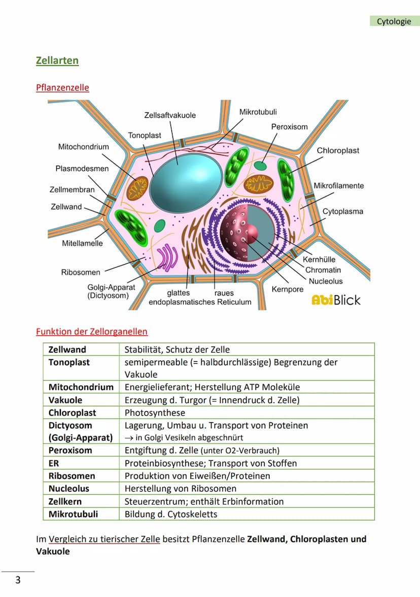 1
Ebenen der Biologie
Zellen = kleinste Bausteine unseres Körpers mit Lebenseigenschaften (= Merkmale
des Lebens)
Merkmale von Zellen
■
bild
