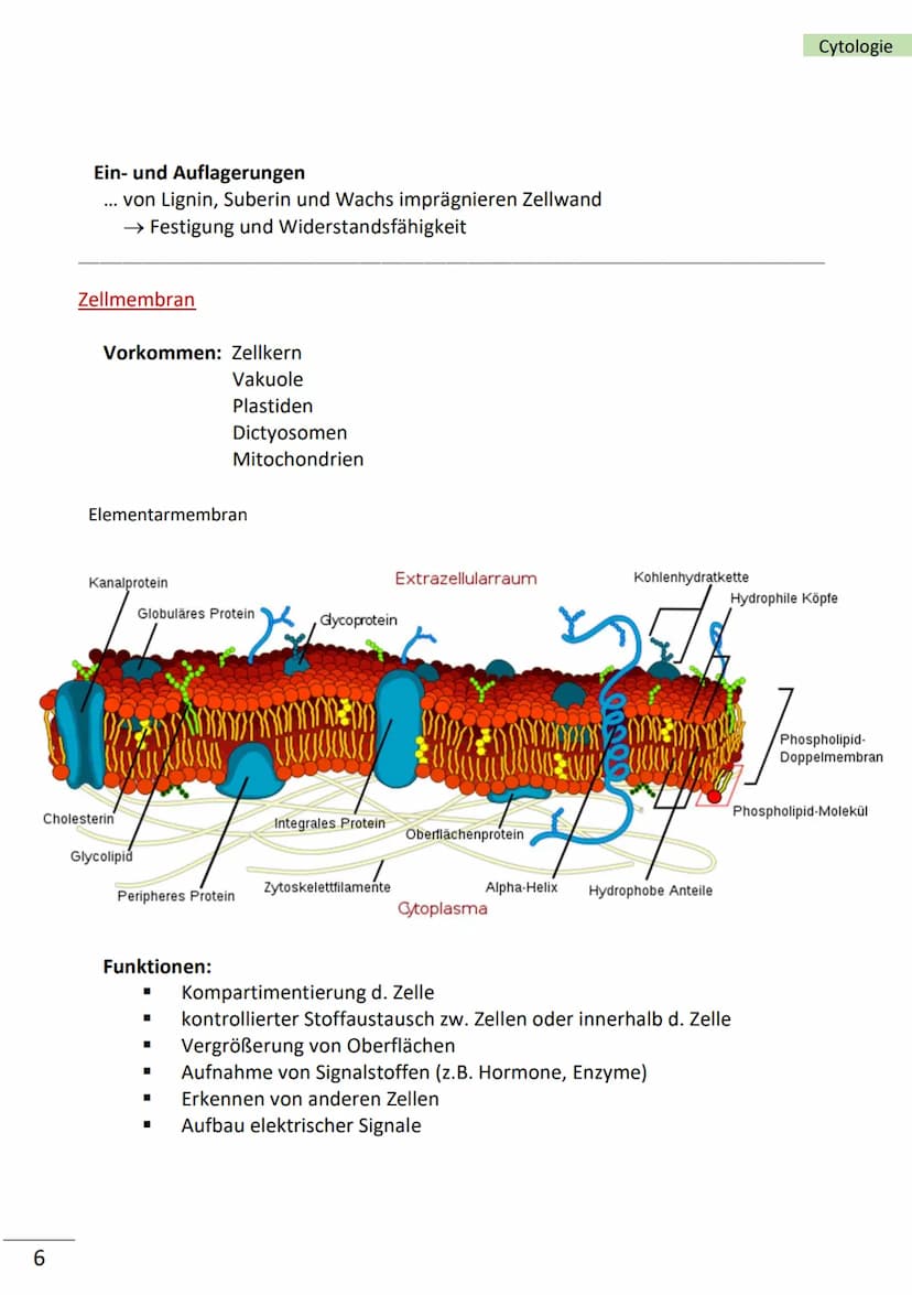 1
Ebenen der Biologie
Zellen = kleinste Bausteine unseres Körpers mit Lebenseigenschaften (= Merkmale
des Lebens)
Merkmale von Zellen
■
bild