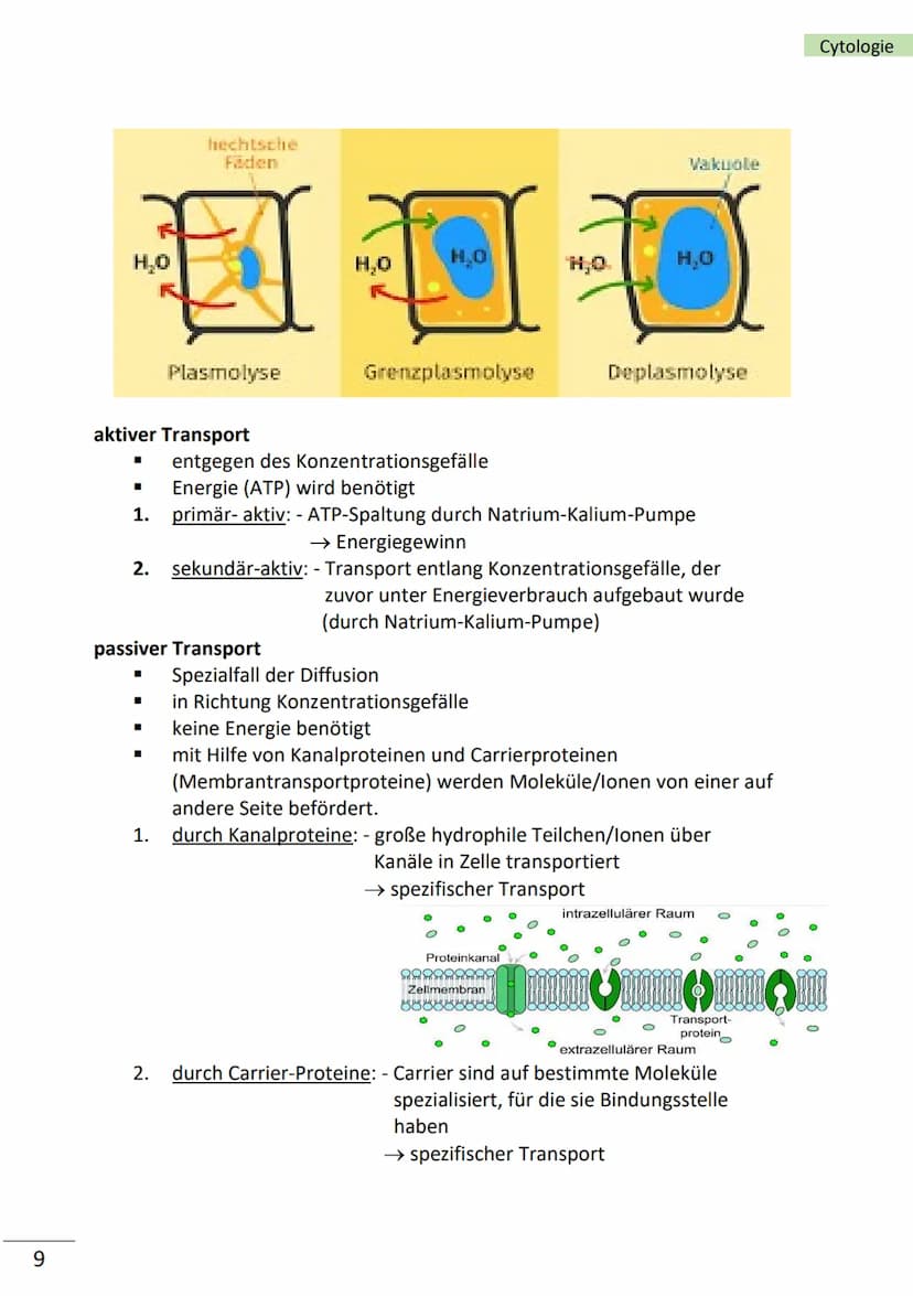 1
Ebenen der Biologie
Zellen = kleinste Bausteine unseres Körpers mit Lebenseigenschaften (= Merkmale
des Lebens)
Merkmale von Zellen
■
bild