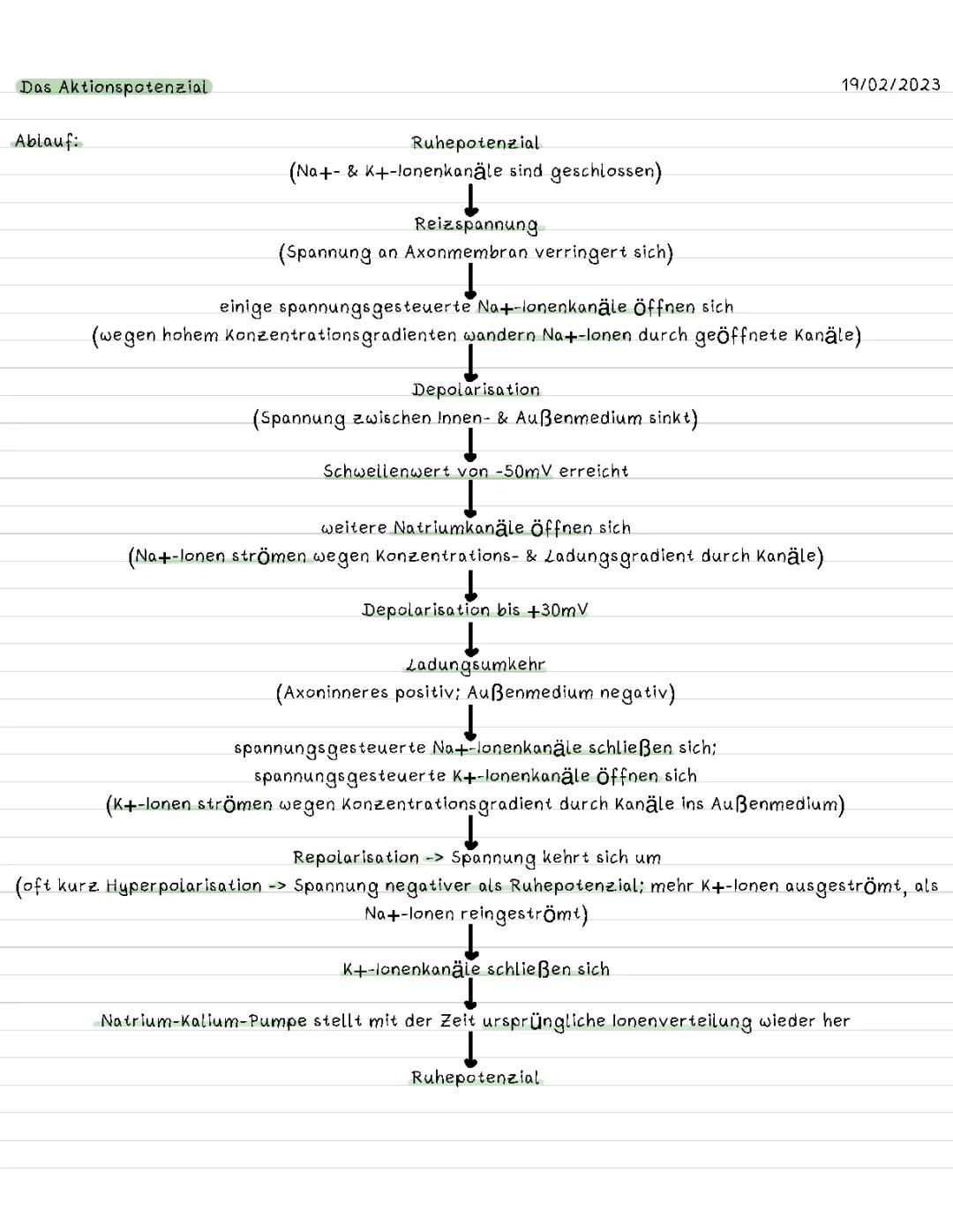 Das Aktionspotenzial 