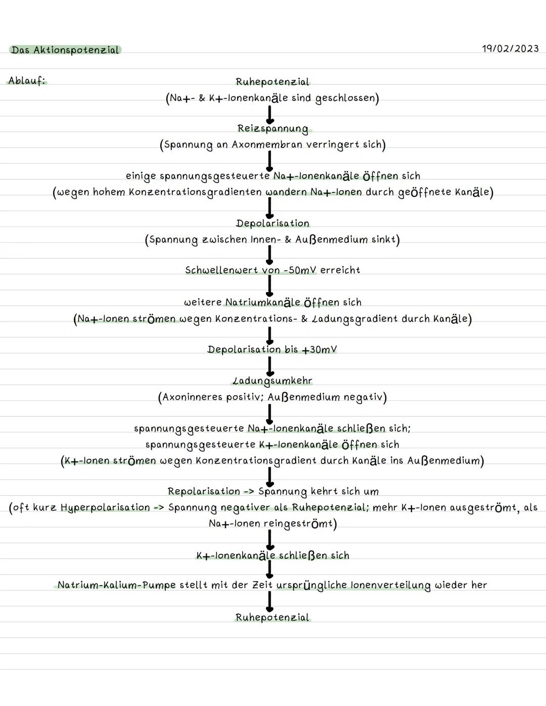 Das Aktionspotenzial
Ablauf:
Ruhepotenzial
(Na+- & K+-lonenkanäle sind geschlossen)
Reizspannung
(Spannung an Axonmembran verringert sich)
e