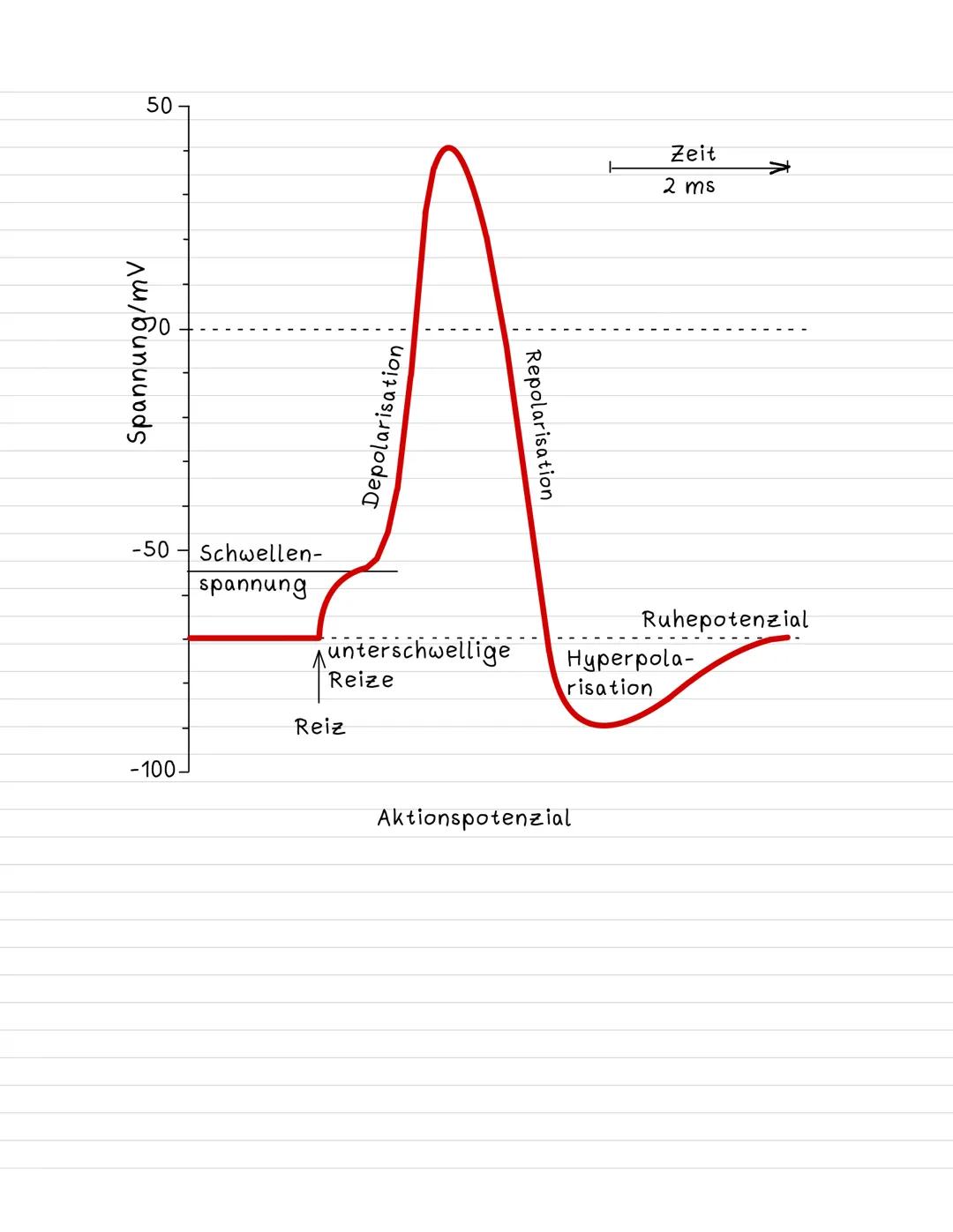 Das Aktionspotenzial
Ablauf:
Ruhepotenzial
(Na+- & K+-lonenkanäle sind geschlossen)
Reizspannung
(Spannung an Axonmembran verringert sich)
e