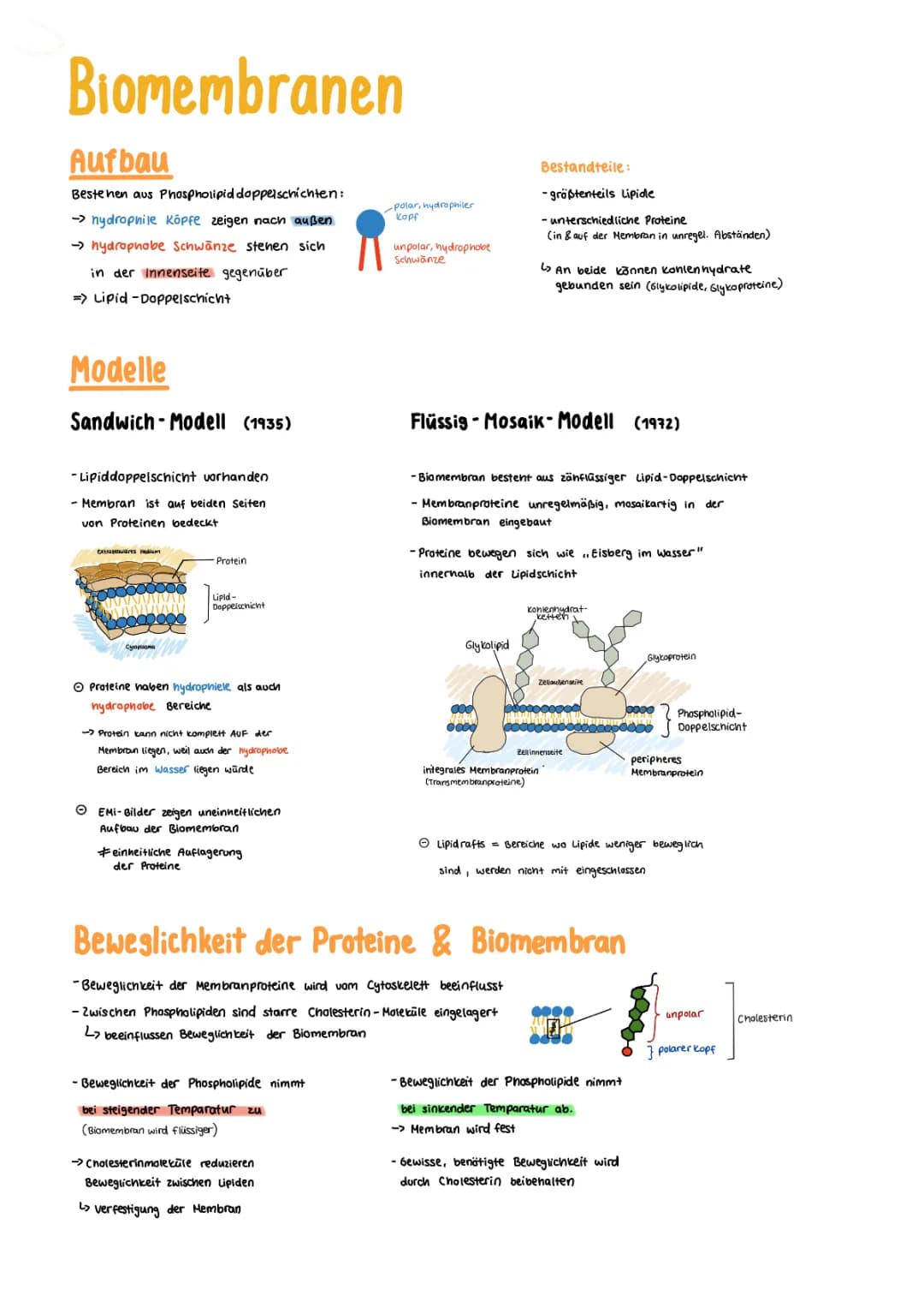 Biomembrane Aufbau und Modelle 