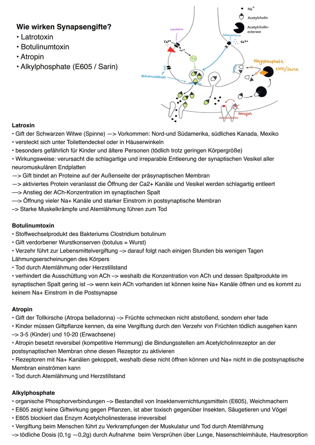 Wie wirken Synapsengifte?
Latrotoxin
Botulinumtoxin
●
• Atropin
• Alkylphosphate (E605 / Sarin)
Ca²+
Botulinumtoxin
Latrotoxin
.
Botulinumto