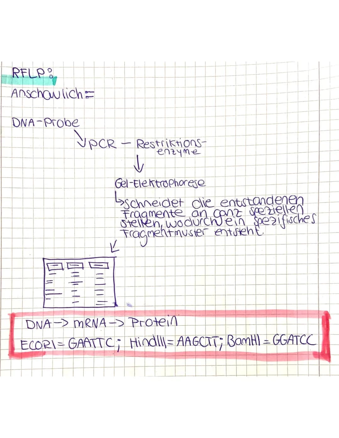 GENETISCHER FINGERABDRUCKS
1. STR: (short tandem repeats)
Sind nicht codierende DNA Abschnitte die
Sich doppelartig Cim tandlem) wiederholen