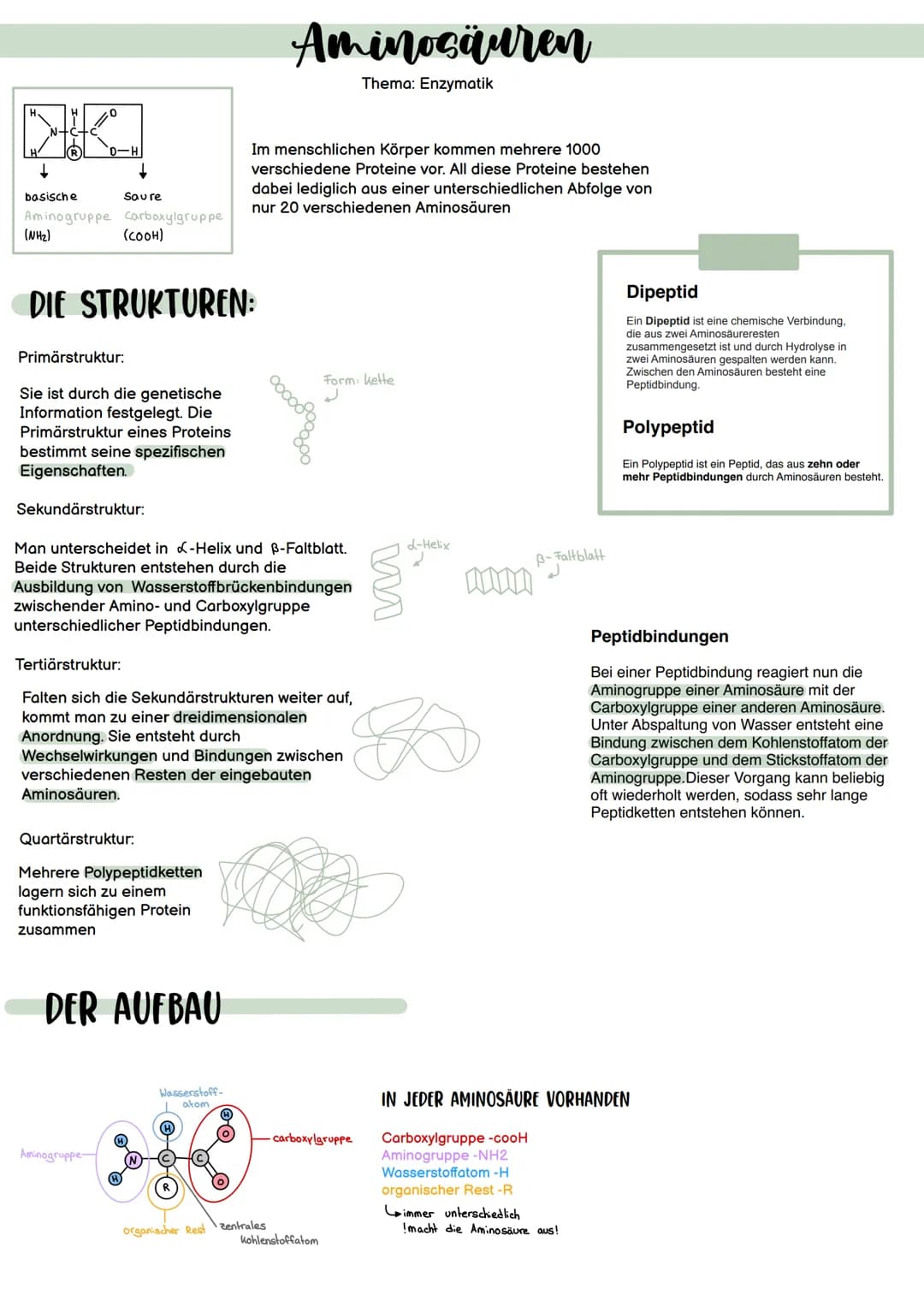 0
↓
basische
Aminogruppe Carboxylgruppe
(NH₂)
(COOH)
Savre
DIE STRUKTUREN:
Primärstruktur:
Sie ist durch die genetische
Information festgele