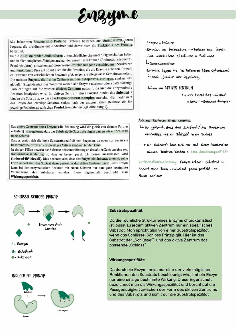 0
↓
basische
Aminogruppe Carboxylgruppe
(NH₂)
(COOH)
Savre
DIE STRUKTUREN:
Primärstruktur:
Sie ist durch die genetische
Information festgele