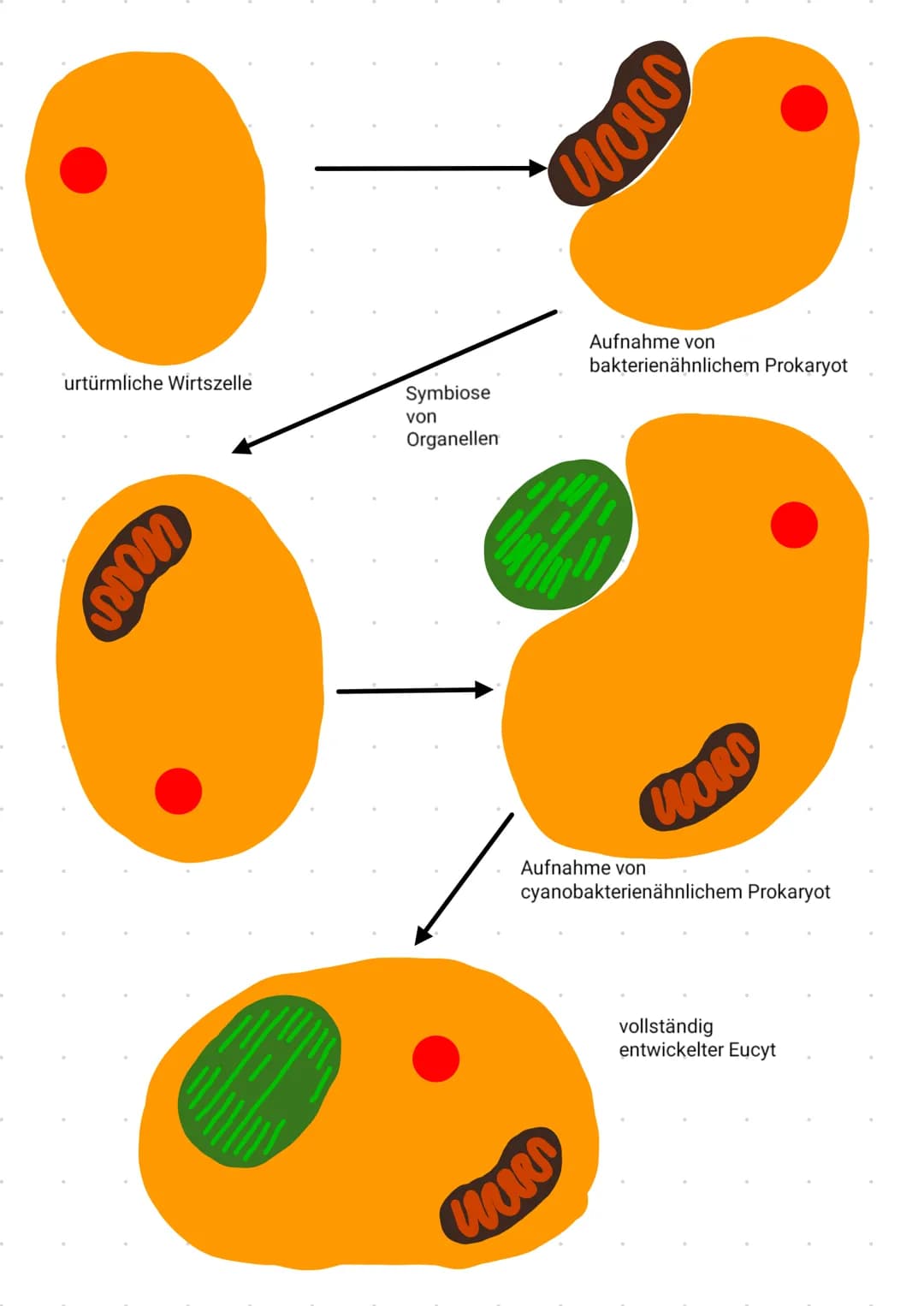 
<p>Die Endosymbiontentheorie besagt, dass die Zellorganellen Mitochondrium und Chloroplast durch die Aufnahme von einem bakterienähnlichen 