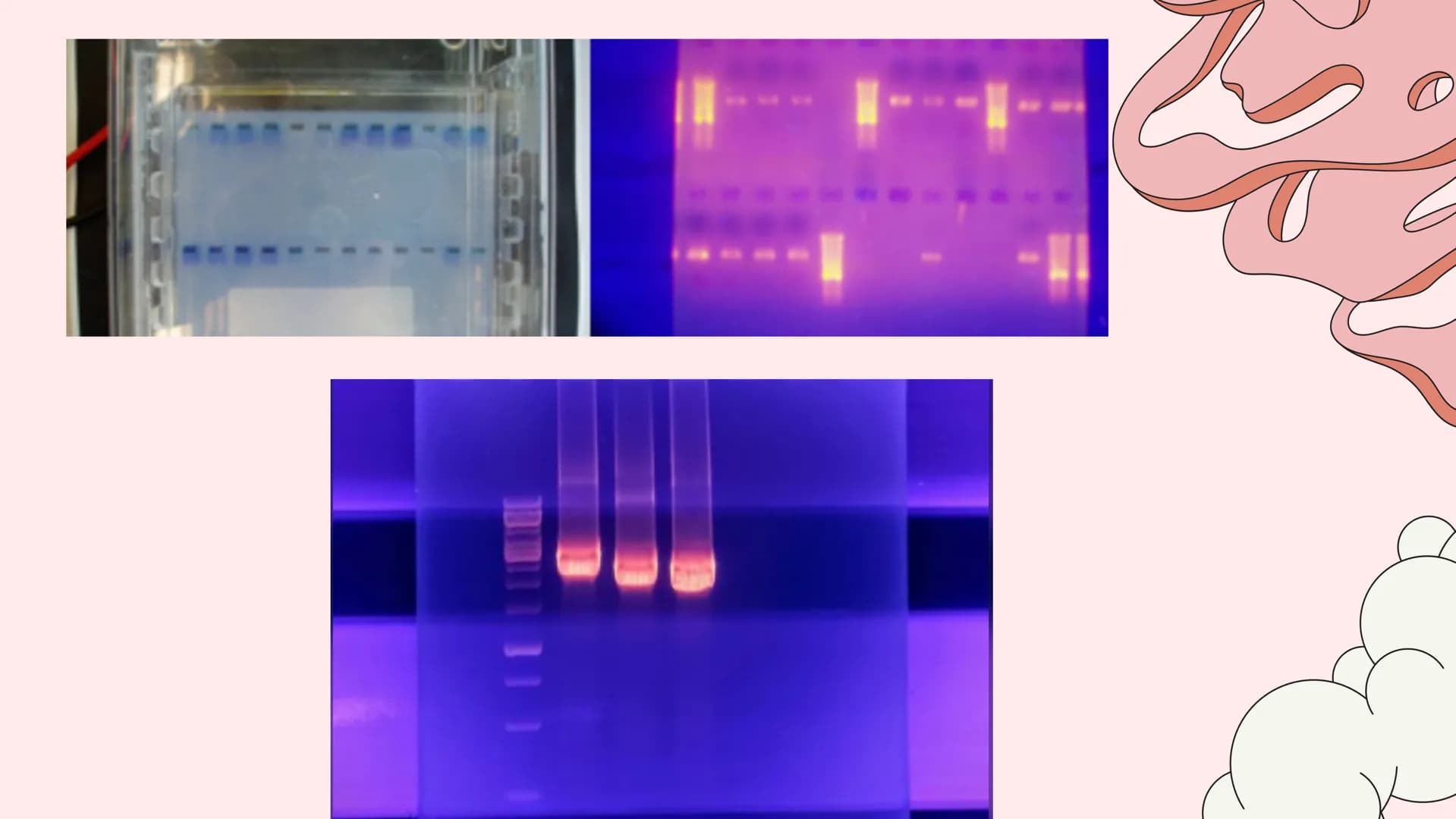 Si
Gelelektrophorese
Biologie GK
Nejla Balic Inhaltsverzeichnis
-Definition
-Verwendung
-Material
-Ablauf
-Auswertung
-Quellen Was denkt ihr