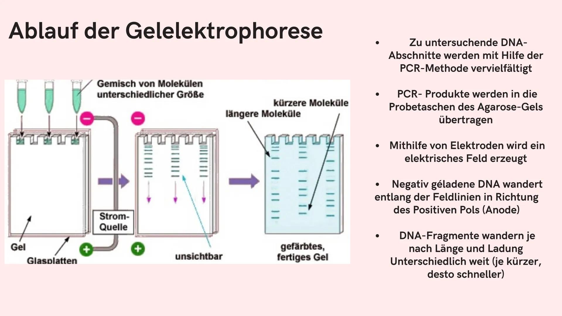 Si
Gelelektrophorese
Biologie GK
Nejla Balic Inhaltsverzeichnis
-Definition
-Verwendung
-Material
-Ablauf
-Auswertung
-Quellen Was denkt ihr