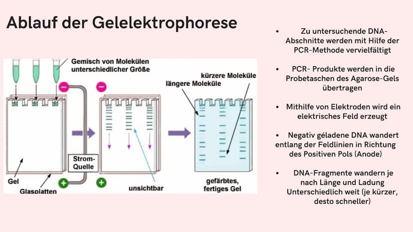 Si
Gelelektrophorese
Biologie GK
Nejla Balic Inhaltsverzeichnis
-Definition
-Verwendung
-Material
-Ablauf
-Auswertung
-Quellen Was denkt ihr