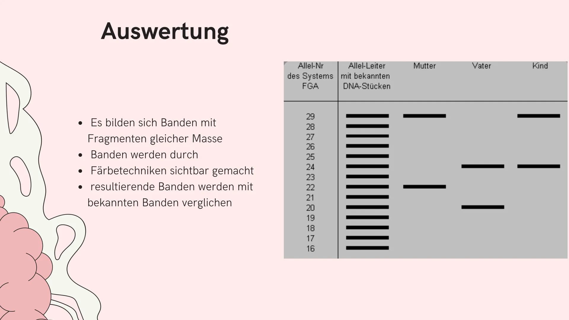 Si
Gelelektrophorese
Biologie GK
Nejla Balic Inhaltsverzeichnis
-Definition
-Verwendung
-Material
-Ablauf
-Auswertung
-Quellen Was denkt ihr