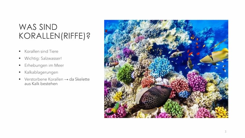 GREAT BARRIER REEF
EIN ÖKOSYSTEM MIT ZUKUNFT? GLIEDERUNG
●
●
●
●
●
●
Was sind Korallen(riffe)?
Allgemeine Informationen
Geographische Lage
E