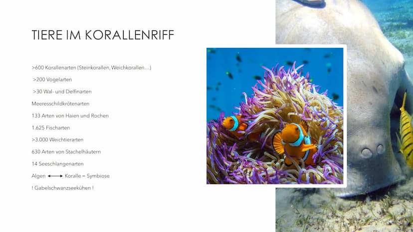 GREAT BARRIER REEF
EIN ÖKOSYSTEM MIT ZUKUNFT? GLIEDERUNG
●
●
●
●
●
●
Was sind Korallen(riffe)?
Allgemeine Informationen
Geographische Lage
E