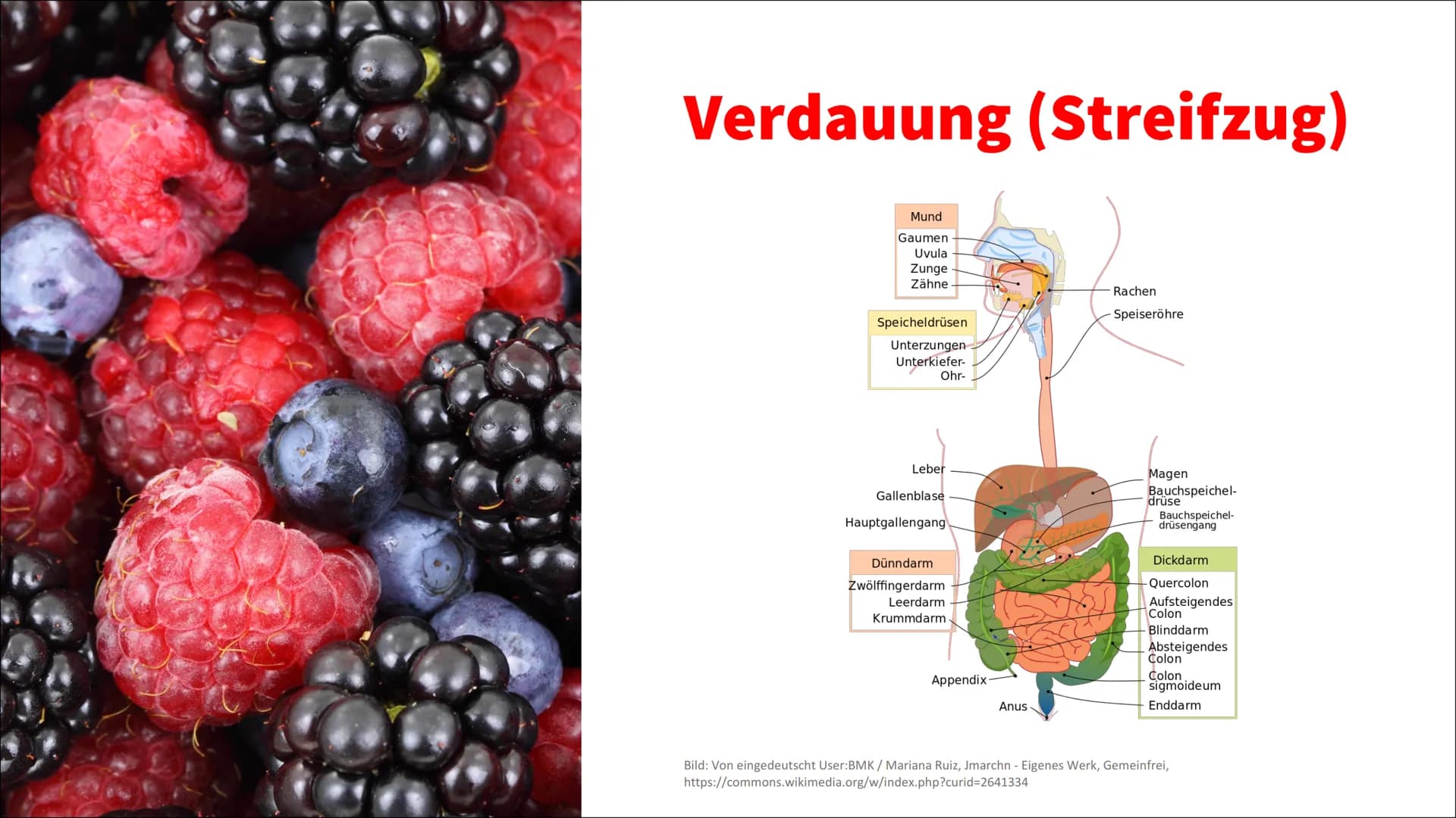 Ernährung Ernährung
✓ Nährstoffe
O Kohlenhydrate unterteilt man weiter in Mono-, Di- und Polysaccharide (Einfach-,
Zweifach- und Dreifachzuc