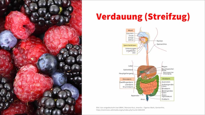 Ernährung Ernährung
✓ Nährstoffe
O Kohlenhydrate unterteilt man weiter in Mono-, Di- und Polysaccharide (Einfach-,
Zweifach- und Dreifachzuc