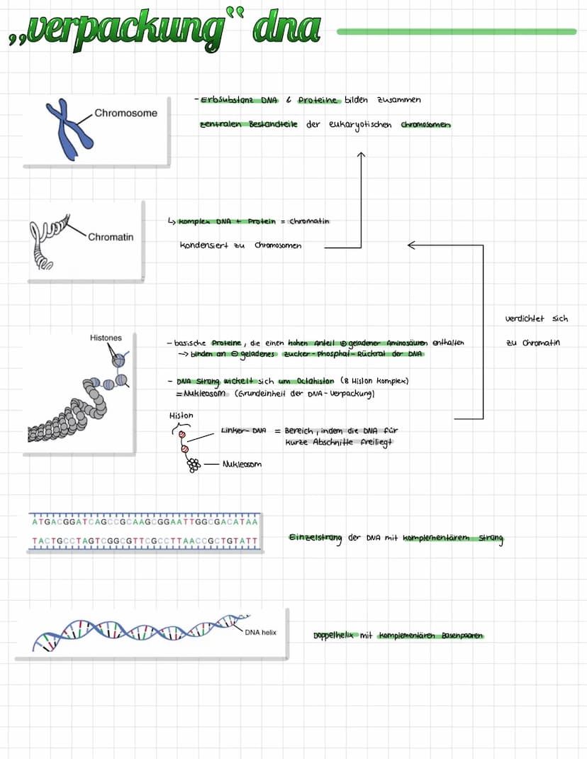 ,,verpackung" dna
дех
Chromosome
Chromatin
Histones
TI▬▬▬▬▬▬▬▬▬▬▬▬▬▬▬▬▬▬▬▬▬▬▬▬▬▬▬▬▬▬▬▬▬▬▬▬▬▬▬▬▬▬▬▬▬▬▬▬▬▬▬▬▬▬▬▬▬▬▬▬▬▬▬▬▬▬▬▬▬▬▬
-Erbsubstanz D