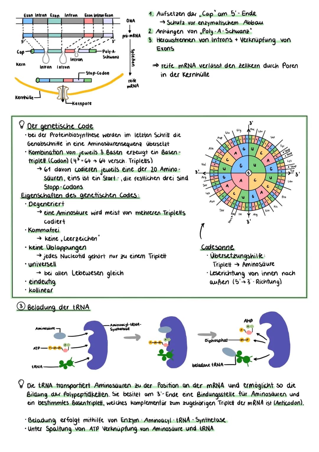 Proteinbiosynthese
Zellmembran
Cytoplasma
Kernhülle
Kempore.
DNA
Ο Transkription
freie tRNA
Zellkern
Transkription
mRNA
Genetik
free
Aminoso