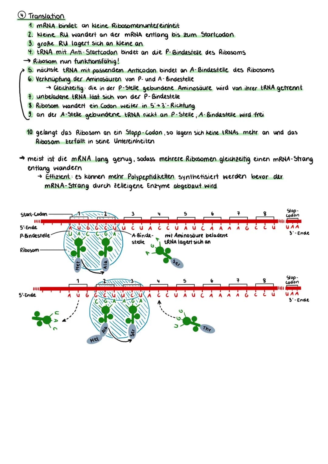 Proteinbiosynthese
Zellmembran
Cytoplasma
Kernhülle
Kempore.
DNA
Ο Transkription
freie tRNA
Zellkern
Transkription
mRNA
Genetik
free
Aminoso