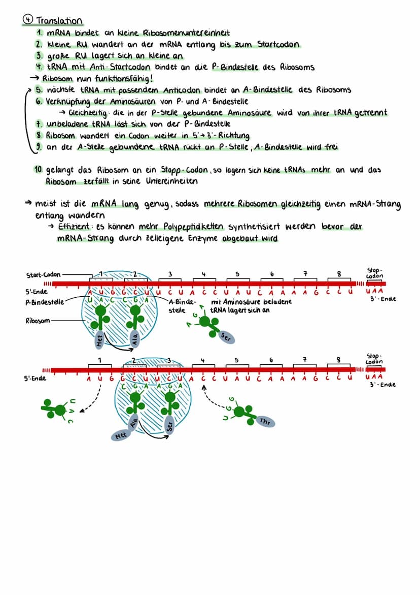Proteinbiosynthese
Zellmembran
Cytoplasma
Kernhülle
Kempore.
DNA
Ο Transkription
freie tRNA
Zellkern
Transkription
mRNA
Genetik
free
Aminoso