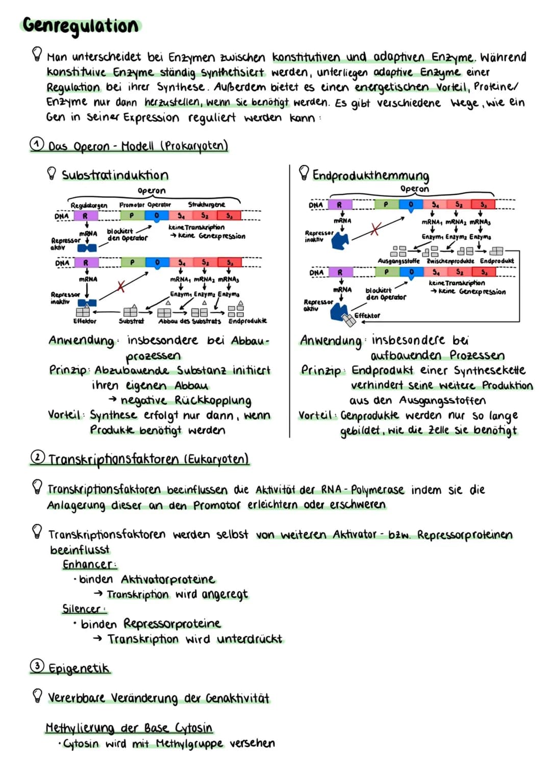 Proteinbiosynthese
Zellmembran
Cytoplasma
Kernhülle
Kempore.
DNA
Ο Transkription
freie tRNA
Zellkern
Transkription
mRNA
Genetik
free
Aminoso