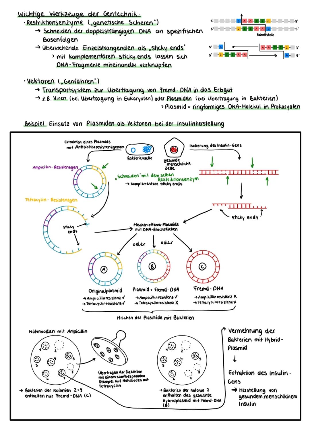 Proteinbiosynthese
Zellmembran
Cytoplasma
Kernhülle
Kempore.
DNA
Ο Transkription
freie tRNA
Zellkern
Transkription
mRNA
Genetik
free
Aminoso