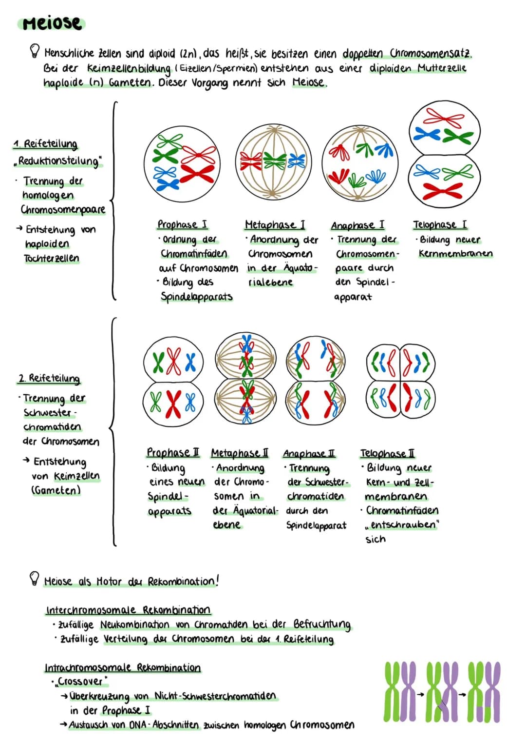 Proteinbiosynthese
Zellmembran
Cytoplasma
Kernhülle
Kempore.
DNA
Ο Transkription
freie tRNA
Zellkern
Transkription
mRNA
Genetik
free
Aminoso